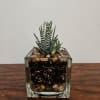 Young plant in 4-inch glass square vase. Haworthia "Zebra" is a popular