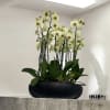A high quality Sixteen yellow flower orchids arrangement with a vase 20&quot;
