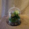 These adorable containers of mixed plants and decorative mosses are a lovely