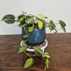 Lovely young plant in 6-inch ceramic pot. "Brazil" features distinct splashes of