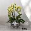 A high quality Eight yellow orchids arrangement with a vase 12&quot; D