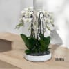 A high quality Eight white flower orchids arrangement with a vase 15.5&quot;