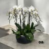 A high quality Eight white orchids arrangement with a vase 15&quot; D