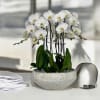 A high quality Eight white orchids arrangement with a vase 16.5&quot; D