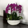 A high quality Eight white orchids arrangement with a vase 16.5&quot; D