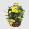 Basket garden of mixed green plants with fresh flowers added to it.



Substitutions