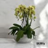 A high quality Eight yellow orchids arrangement with a vase 16.5&quot; D