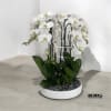 A high quality Nine white orchids arrangement with a vase 15.5&quot; D