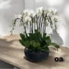 A high quality Nine white orchids arrangement with a vase 15&quot; D