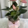 Anthurium size is a beautiful plant ideal for giving as a gift