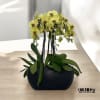 A high quality Ten yellow orchids arrangement with a vase 15&quot; D