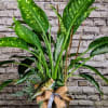 Reel in some smiles with this one-of-a-kind Dieffenbachia plant! Known for its
