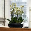 A high quality Eleven yellow orchids arrangement with a vase 20&quot; D