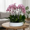 A high quality Twelve pink orchids arrangement with a vase 19.5&quot; D
