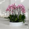 A high quality Fourteen pink orchids arrangement with a vase 19.5&quot; D