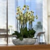 A high quality Fourteen yellow orchids arrangement with a vase 20&quot; D