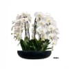 A high quality Fourteen white orchids arrangement with a vase 20&quot; D