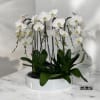 A high quality Fifteen white orchids arrangement with a vase 19.5&quot; D