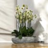A high quality Fifteen yellow orchids arrangement with a vase 20&quot; D