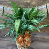 Give someone the gift of this beautiful large house plant. This plant