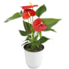 Add tropical beauty to your home with the Just Add Ice 14-18&quot;