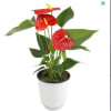 Add tropical beauty to your home with the Just Add Ice 14-18&quot;