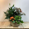A beautiful assortment of lush green plants and a seasonal blooming plant