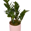 7 inches pot. The ZZ Plant is characterized by its waxy green