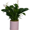 7 By 7 Inches Pot. Peace lilies are sturdy, easy to grow