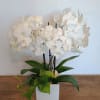 All white orchids arranged in a squared white ceramic vase. 
