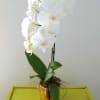 A single white orchid arranged in a gold vase. 