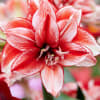 Amaryllis are rewarding, easy-care houseplants that really brighten a winter windowsill.
Few bulbs