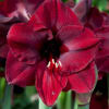 Amaryllis are rewarding, easy-care houseplants that really brighten a winter windowsill.
Few bulbs