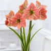 Amaryllis are rewarding, easy-care houseplants that really brighten a winter windowsill.
Few bulbs