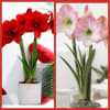 A beautiful seasonal blooming plant that is sure to bring warmth and