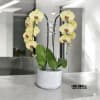 A high quality Double yellow orchid arrangement with a vase 8.5&quot; D