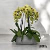 A high quality Five yellow orchid arrangement with a vase 12.5&quot; D