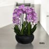 A high quality Six pink orchid arrangement with a vase 15&quot; D