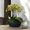 A high quality Six yellow orchid arrangement with a vase 15&quot; D