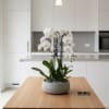 A high quality Four white orchid arrangement with a vase 12.5&quot; D