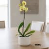 A high quality Single yellow orchid arrangement with a vase 7&quot; D
