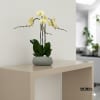 A high quality Triple yellow orchid arrangement with a vase 8.5&quot; D