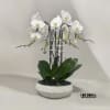 A high quality Four white orchid arrangement with a vase 13&quot; D