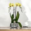 A high quality Double Yellow orchid arrangement with a vase 9&quot; D