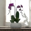 A high quality Double purple orchid arrangement with a vase 8.5&quot; D