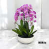 A high quality Five pink orchid arrangement with a vase 13&quot; D