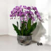 A high quality Six pink orchid arrangement with a vase 12&quot; D