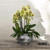 A high quality Six yellow orchid arrangement with a vase 12&quot; D