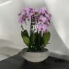 A high quality Seven pink flower orchid arrangement with a vase 16.5&quot;