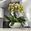 A high quality Seven yellow flower orchid arrangement with a vase 16.5&quot;